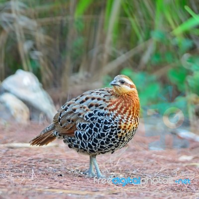 Male Mountain Bamboo Partridge Stock Photo