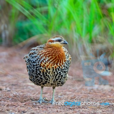 Male Mountain Bamboo Partridge Stock Photo