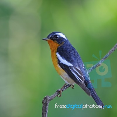 Male Mugimaki Flycatcher Stock Photo