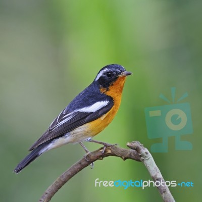 Male Mugimaki Flycatcher Stock Photo