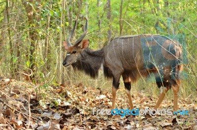 Male Nyala Stock Photo