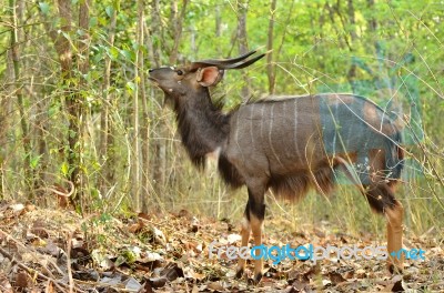 Male Nyala Stock Photo