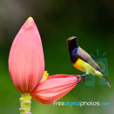 Male Olive-backed Sunbird Stock Photo