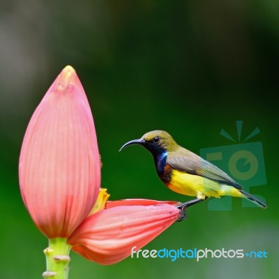 Male Olive-backed Sunbird Stock Photo