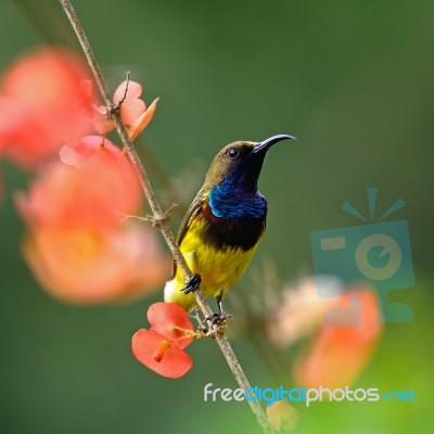 Male Olive-backed Sunbird Stock Photo