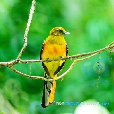 Male Orange-breasted Trogon Stock Photo