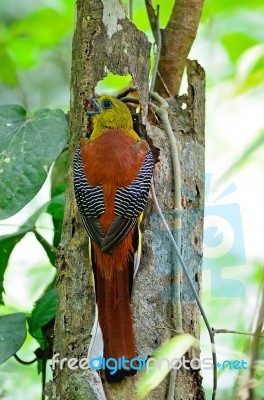 Male Orange-breasted Trogon Stock Photo