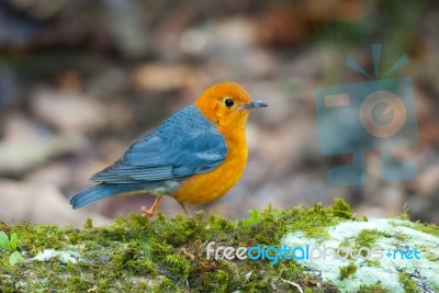 Male Orange Headed Thrush Stock Photo