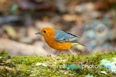 Male Orange Headed Thrush Stock Photo