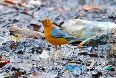 Male Orange Headed Thrush Stock Photo