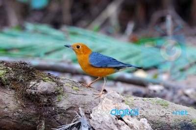 Male Orange Headed Thrush Stock Photo