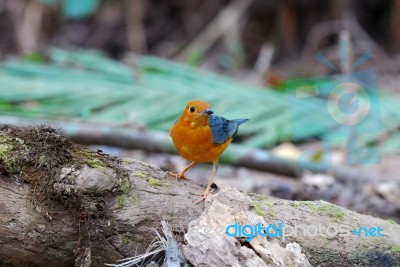 Male Orange Headed Thrush Stock Photo