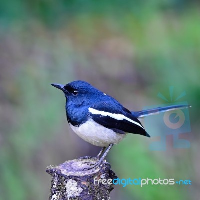 Male Oriental Magpie Robin Stock Photo