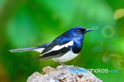 Male Oriental Magpie Robin Stock Photo