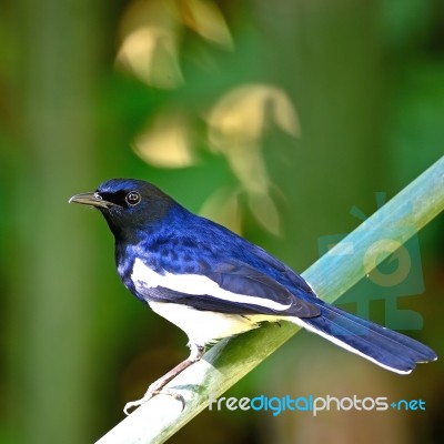 Male Oriental Magpie Robin Stock Photo