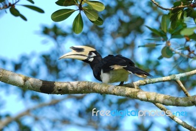 Male Oriental Pied Hornbill Stock Photo