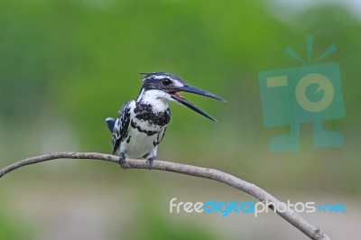 Male Pied Kingfisher Stock Photo