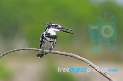 Male Pied Kingfisher Stock Photo