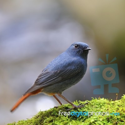 Male Plumbeous Redstart Stock Photo