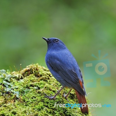 Male Plumbeous Redstart Stock Photo