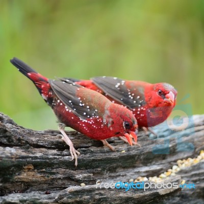 Male Red Avadavat Stock Photo