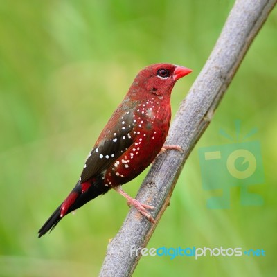 Male Red Avadavat Stock Photo