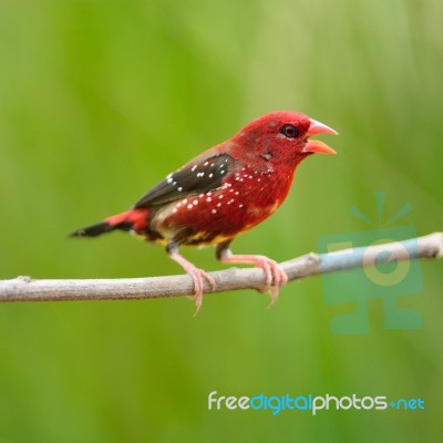 Male Red Avadavat Stock Photo