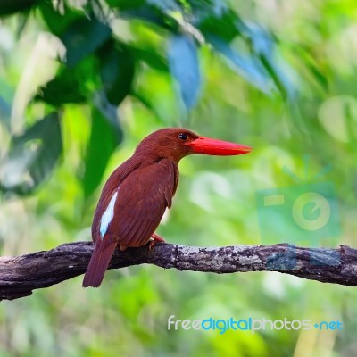 Male Red-bearded Bee-eater Stock Photo