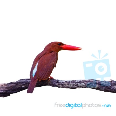 Male Red-bearded Bee-eater Stock Photo