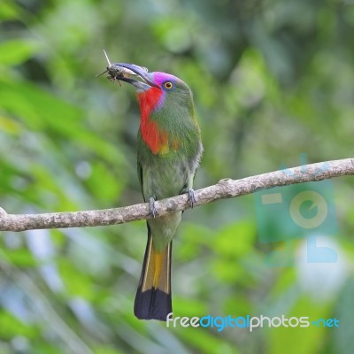 Male Red-bearded Bee-eater Stock Photo