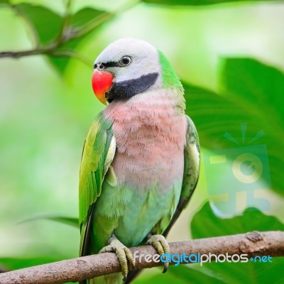 Male Red-breasted Parakeet Stock Photo