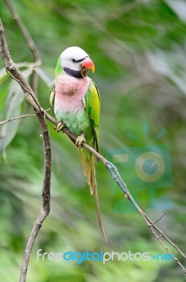 Male Red-breasted Parakeet Stock Photo