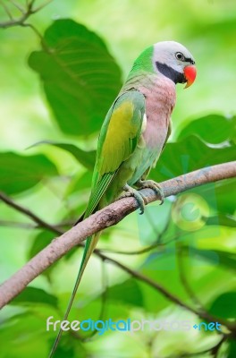 Male Red-breasted Parakeet Stock Photo