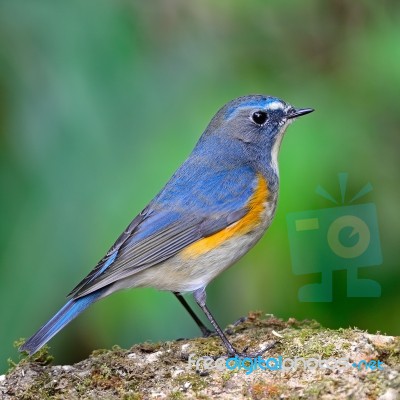 Male Red-flanked Bluetail Stock Photo