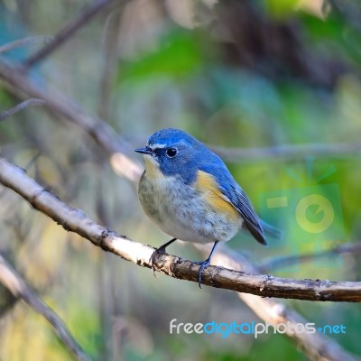 Male Red-flanked Bluetail Stock Photo