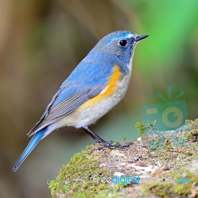 Male Red-flanked Bluetail Stock Photo