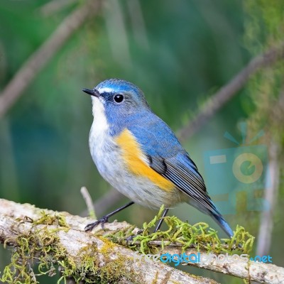 Male Red-flanked Bluetail Stock Photo