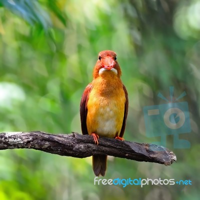 Male Ruddy Kingfisher Stock Photo