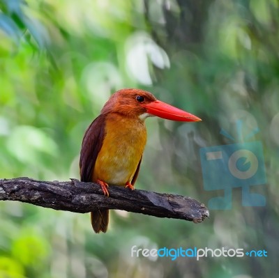 Male Ruddy Kingfisher Stock Photo