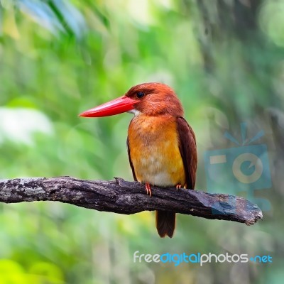 Male Ruddy Kingfisher Stock Photo