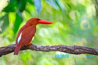 Male Ruddy Kingfisher Stock Photo