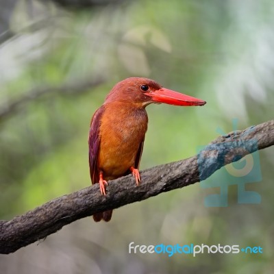 Male Ruddy Kingfisher Stock Photo