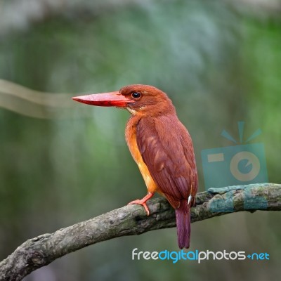 Male Ruddy Kingfisher Stock Photo