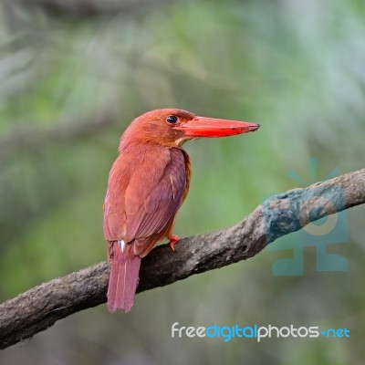 Male Ruddy Kingfisher Stock Photo