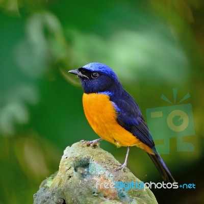 Male Rufous-bellied Niltava Stock Photo