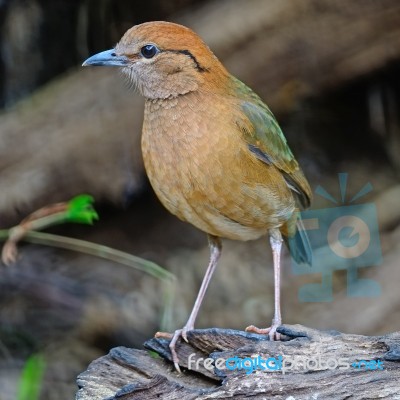 Male Rusty-naped Pitta Stock Photo