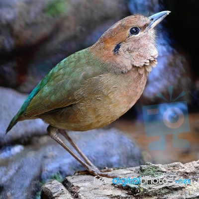 Male Rusty-naped Pitta Stock Photo