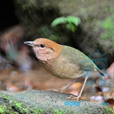 Male Rusty-naped Pitta Stock Photo