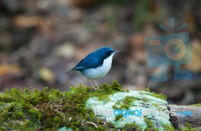 Male Siberian Blue Robin Stock Photo