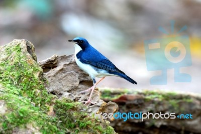 Male Siberian Blue Robin Stock Photo